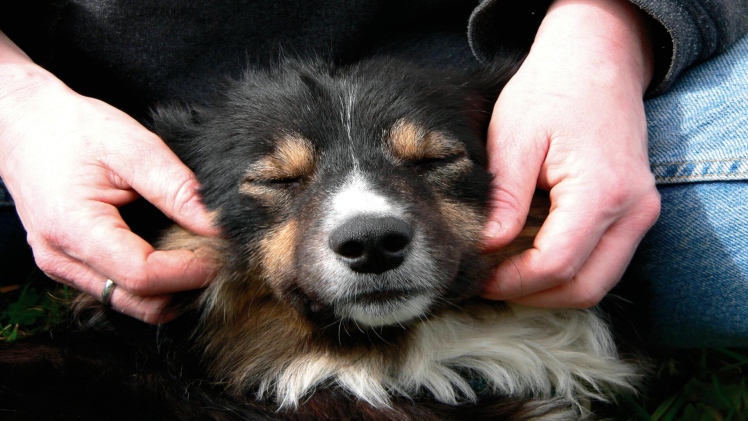 The Role of Pets in Wildlife Conservation: How Animals Help Preserve Our Natural World